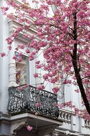Bonner Kirschblute Spring