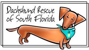 Check out alex, the adorable doxie rescued from mdas today! Uprinting S Ucommunity Sponsors The Dachshund Rescue South Florida Uprinting