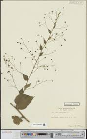 Image result for Sida javensis