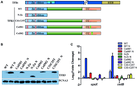 You are taken to a page, confirming that your email address has been changed and a verification email. A Transcriptional Factor B Paralog Functions As An Activator To Dna Damage Responsive Expression In Archaea Abstract Europe Pmc
