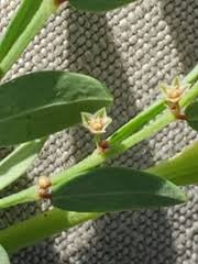 Image result for Phyllanthus pentandrus