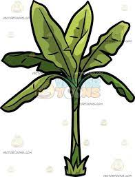 A Banana Tree Banana Tree Family Tree Drawing Tree Illustration