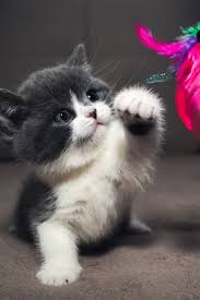 Kotenok Embery Britanskiy Mobile Wallpaper Animaux Adorables Chats Et Chatons Chat Mignon