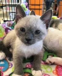 Look at pictures of siamese powered by the pet lovers at. Cadman 07 4088 Furry Friends Rescue Dog Cats Adoption Fostering In San Francisco Bay Area