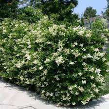 Image result for Ligustrum lucidum