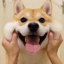 Mâle ou femelle, original ou classique, stylé ou. Idees Prenoms En R Annee 2020 Pour Chien Chienne Et Chiot Parlez Vous Chien