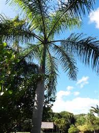 Image result for Roystonea