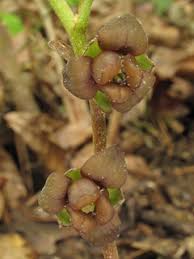 Image result for Hippocratea parviflora
