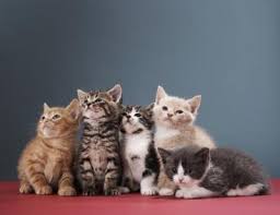Revvy is starting to slow down a bit so it. Adopting Kittens From Different Litters