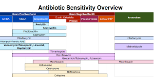 Antibiotic Sensitivity Overview Cheat Sheet Internal