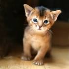 Abyssinian Cat Breed Profile | Petfinder
