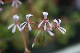 Image result for Pelargonium alchemilloides