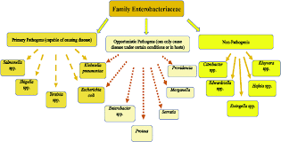Image result for Enterobacteriaceae