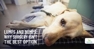 Pesticide poisoning in dogs is not uncommon pesticides are either chemical or natural substances that are produced naturally or scientifically to kill pests. Lipomas And Other Canine Lumps And Bumps Dogs Naturally