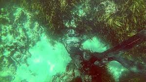 Fishco On Instagram Spearfishing Dive Beuchat Freediving Snorkel Gopro Warrnambool Portfairy Southwestvic Spearfishing Free Diving Instagram Posts