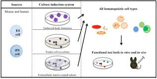 Induced pluripotent stem cell ipsc. Hematopoietic Cell Differentiation From Embryonic And Induced Pluripotent Stem Cells Stem Cell Research Therapy Full Text