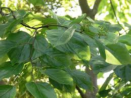 Image result for Hovenia dulcis