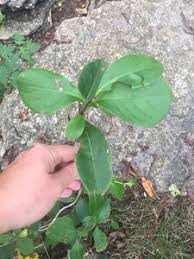 Lonicera sempervirens