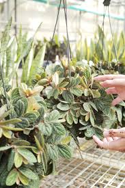 Image result for Pellaea doniana