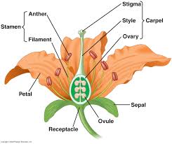 We all love flowers because they are so beautiful and fragrant. Name The Reproductive Parts Of An Angiosperm Where Are These Parts Located Explain In Brief The Structure Of Its Female Reproductive System
