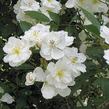 It's very tough, which it needs to be because it's growing into a wild cherry tree at the edge of the bluff above long. Rosa Darlow S Enigma Darlow S Enigma Rose High Country Gardens