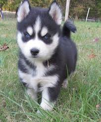 It is a graceful dog, capable of moving quickly. Super Blue Eyes Siberian Husky Puppies For Lovely Homes Pomsky Puppies Husky Puppy Siberian Husky Puppies