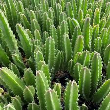 Image result for Stapelia gigantea