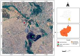 Image result for Crepidorhopalon tenuis