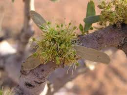 Image result for Maerua duchesnei