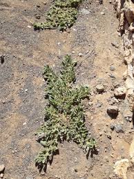 Image result for Plinthus karooicus