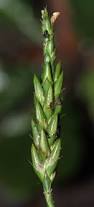 Image result for Elytraria acaulis