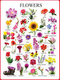 1000 Free English Lessons With Esl Worksheets Eslbuzz Learning English Flower Names Flower Chart English Vocabulary