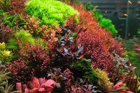 Image result for Hygrophila cataractae