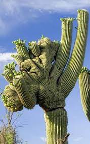 How does a cactus seed itself? Saguaro Cactus Saguaro National Park Plants Cactus Saguaro Cactus