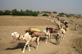 Das dromedar ist ein nahezu halbiertes kamel; Wie Das Kamel Zum Haustier Wurde Forscher Luften Geheimnis Um Die Domestikation Der Dromedare Scinexx De