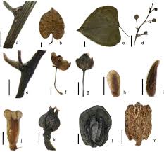 Image result for Tinospora fragosa
