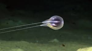 Strange Never Before Seen Sea Creatures Discovered 20 000 Feet Under The Sea Criaturas Del Fondo Del Mar Criaturas Marinas Extranas Criaturas Marinas