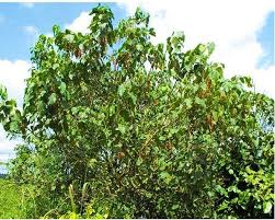 Image result for Alchornea cordifolia