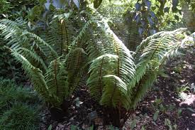 Image result for Dryopteris