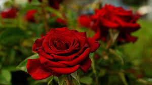 Check spelling or type a new query. Red Rose Desktop Backgrounds Wallpaper Hd Pixelstalk Net