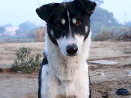 Many animals, particularly domesticated, have specific names for males, females, young, and groups. Sikkim S Animal Husbandry Notifies All Pet Shops And Breeding Establishments To Register With State Board The Sikkim Chronicle