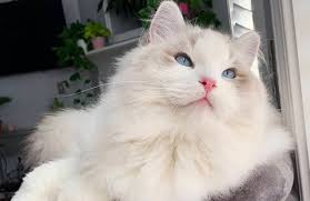 They will be ready this winter and spring. Home Pearl S Ragdolls Kittens For Sale In Fort Worth Texas
