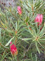 Image result for Laurembergia repens
