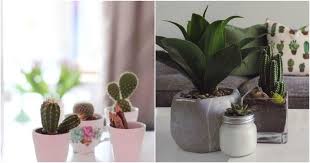 More importantly, how critical is water to maintaining good health? 11 Indoor Plants That Will Absorb All The Negative Energy And Supercharge Your World