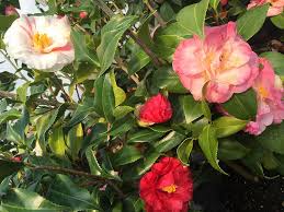 Mrs Lyman Clarke Lady Vansittart Camellia Http Www Bloomingandbeautiful Com Mrs Lyman Clarkelady Vansittart Camellia P12358 Aspx