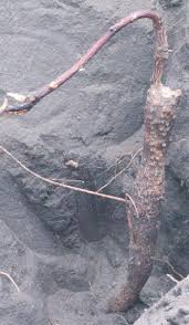 Image result for Jatropha botswanica