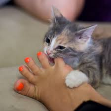 To eat small amounts of food by taking v.: Reasons Why Cats Bite And Scratch And How To Stop It