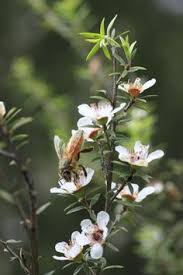 24 edible flowers that bees love. 11 Manuka Flowers Ideas Flowers Manuka Tree Australian Native Flowers