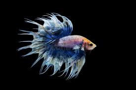 How many types of betta fish are there? White Blue Crowntail Betta Stock Image Image Of Pace Black 72913499