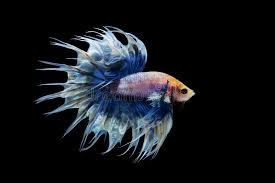 The first being melano which are generally infertile, fertile blacks or black. White Blue Crowntail Betta Stock Image Image Of Pace Black 72913499